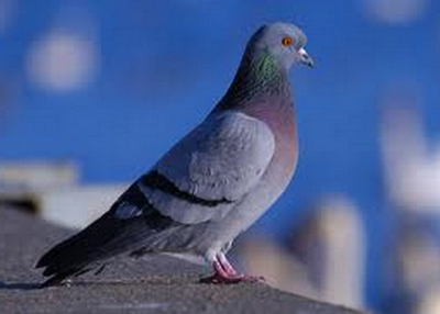 Colombo Terraiolo - Columba Livia